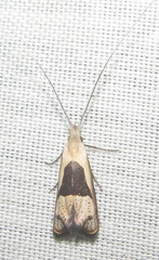 Ceromitia trigoniferella