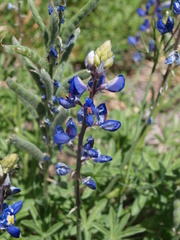 Lupinus havardii