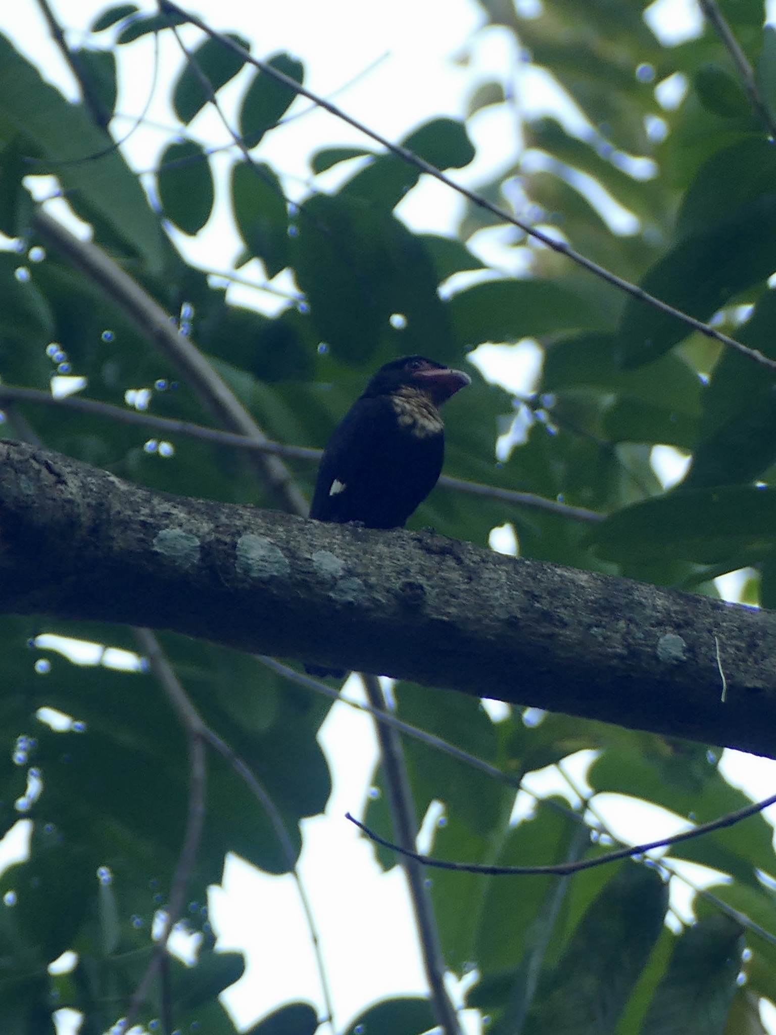 Dusky Broadbill (Corydon sumatranus), photo 2