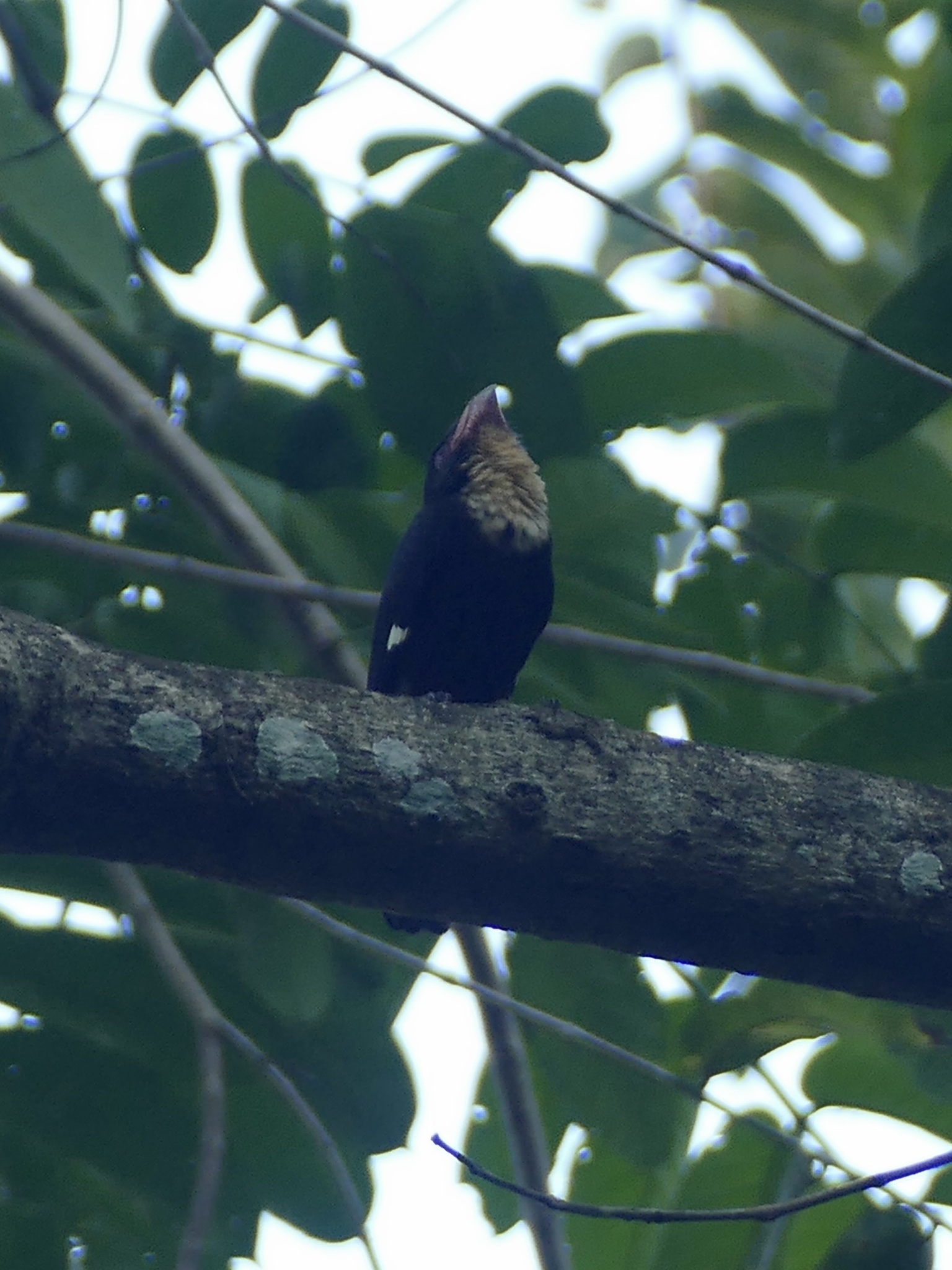 Dusky Broadbill (Corydon sumatranus), photo 3