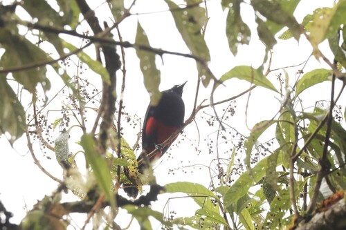 Red-bellied Grackle (Hypopyrrhus pyrohypogaster), photo 5