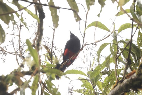 Red-bellied Grackle (Hypopyrrhus pyrohypogaster), photo 6