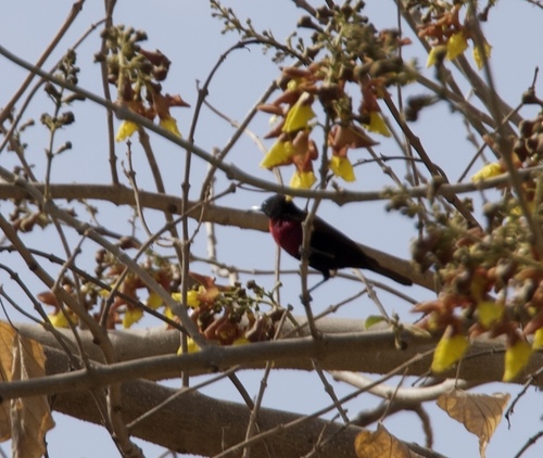 Scarlet-chested Sunbird