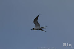 Sterna hirundo