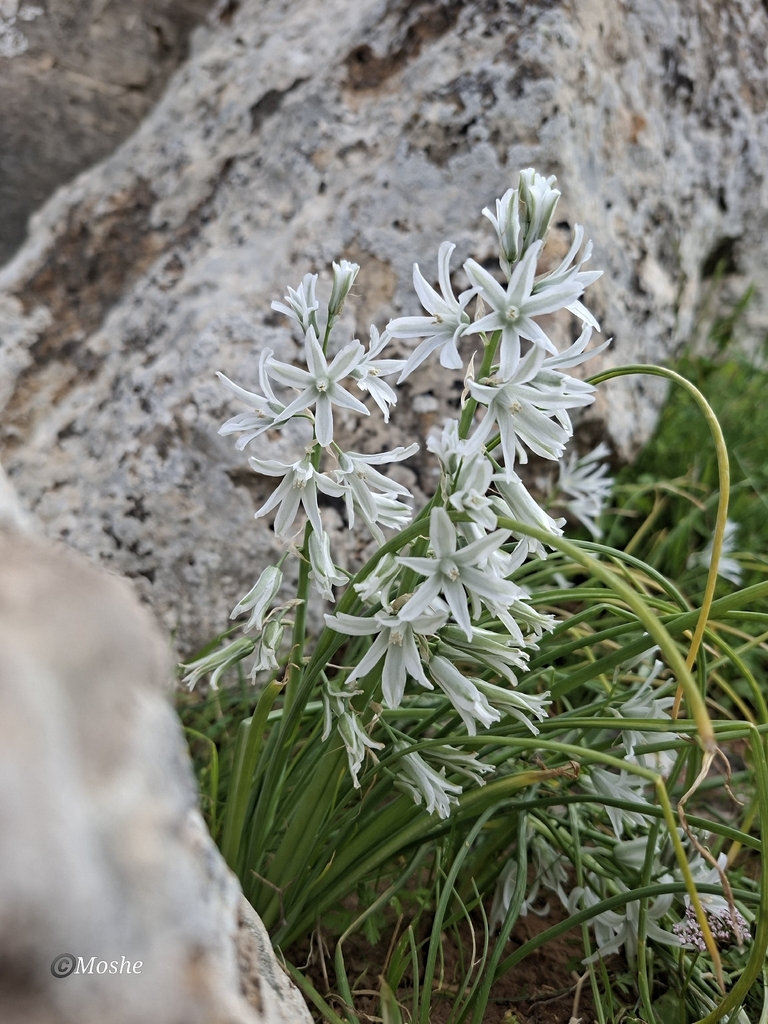 Ornithogalum herodianum