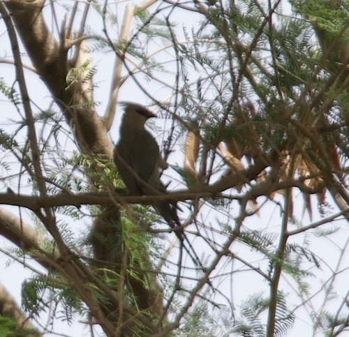 Blue-naped Mousebird