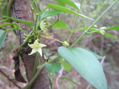 Vincetoxicum lycioides
