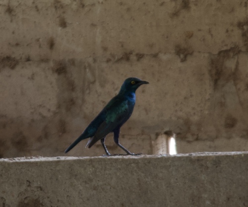 Greater Blue-eared Starling