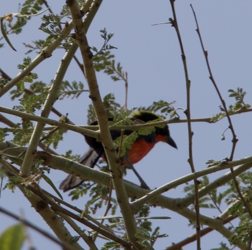 Yellow-crowned Gonolek