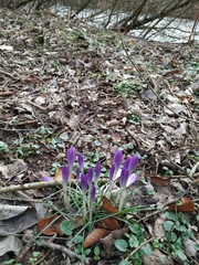 Crocus