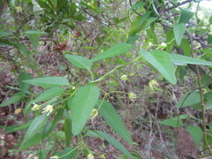 Vincetoxicum lycioides