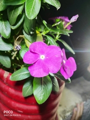 Catharanthus roseus