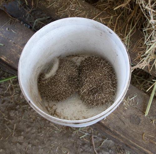 Four-toed Hedgehog