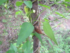 Vincetoxicum lycioides