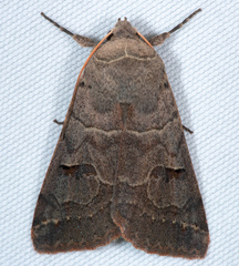Cissusa indiscreta