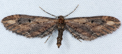 Eupithecia subapicata