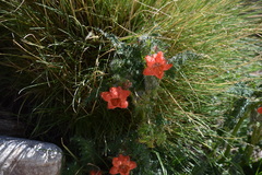 Caiophora chuquitensis