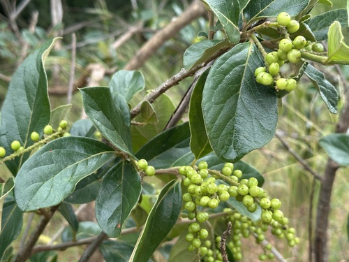 tasselberry