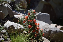 Caiophora chuquitensis