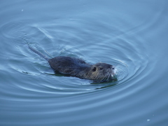 Myocastor coypus