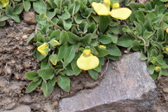 Calceolaria glacialis