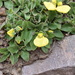 Calceolaria glacialis - Photo (c) Santiago, some rights reserved (CC BY-NC), uploaded by Santiago