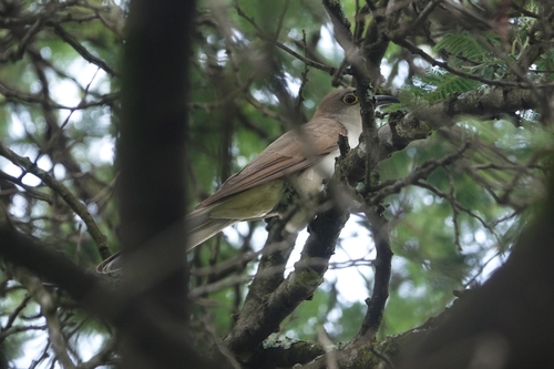 Cuclillo pico negro observed by kabirbosques