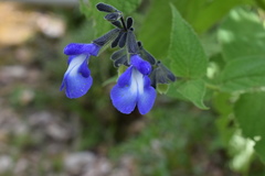 Salvia stachydifolia