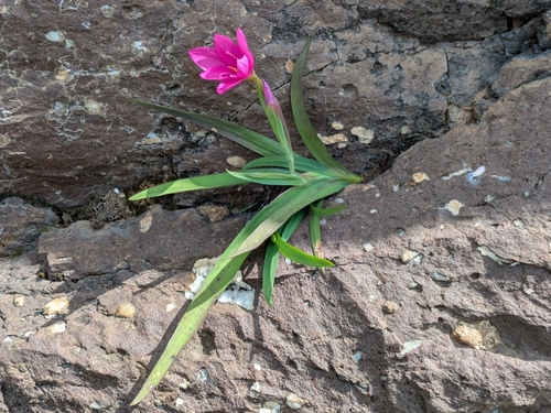 Rock Eveninglily (Hesperantha scopulosa)