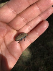 Hologymnetis cinerea