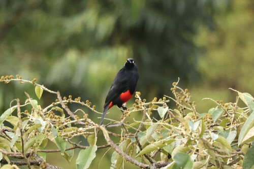 Red-bellied Grackle (Hypopyrrhus pyrohypogaster), photo 8