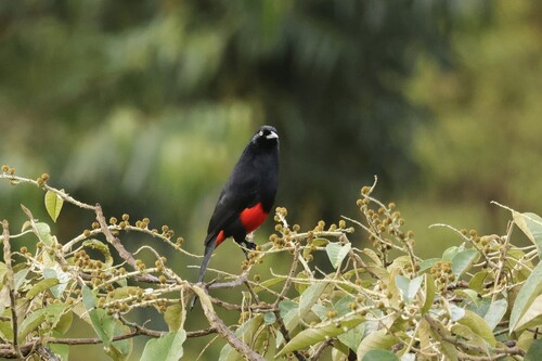Red-bellied Grackle (Hypopyrrhus pyrohypogaster), photo 2