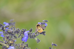 Bombus opifex