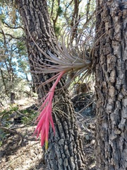 Tillandsia erubescens