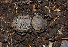 Scotobius pilularius