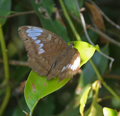 Tanaecia julii odilina