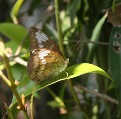 Tanaecia julii odilina