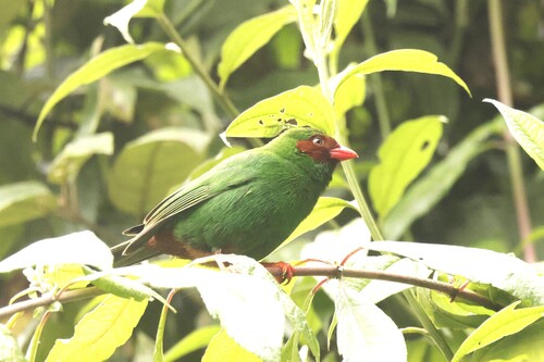 Grass-green Tanager (Chlorornis riefferii), photo 2