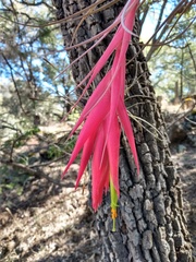 Tillandsia erubescens