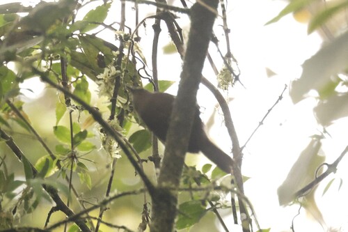Sepia-brown Wren (Cinnycerthia olivascens)