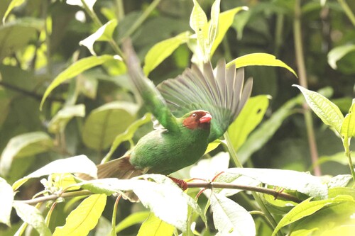 Grass-green Tanager (Chlorornis riefferii), photo 3