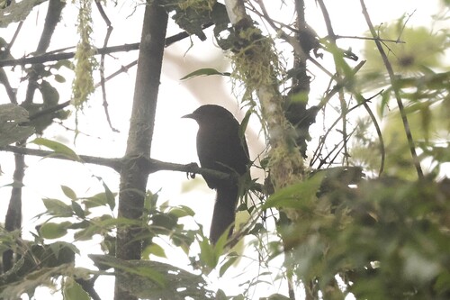 Sepia-brown Wren (Cinnycerthia olivascens), photo 2