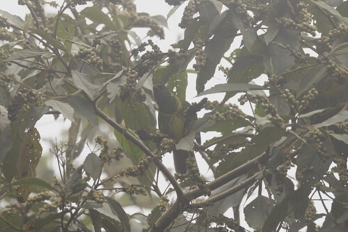 Green-and-black Fruiteater (Pipreola riefferii), photo 10