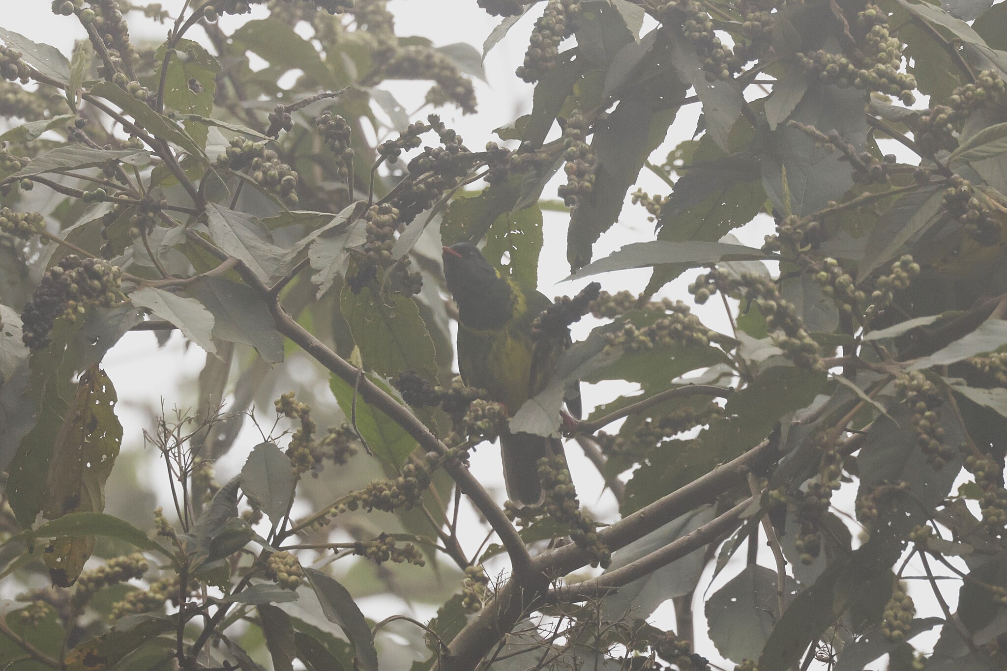 Green-and-black Fruiteater (Pipreola riefferii), photo 7