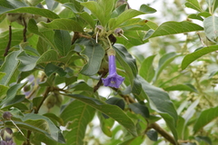 Eriolarynx australis