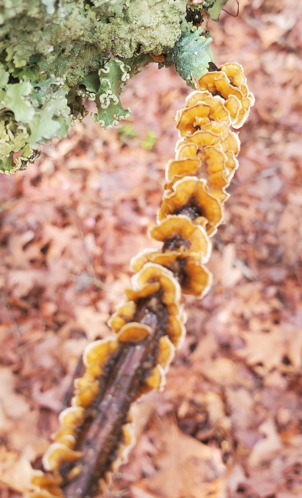 Stereum complicatum