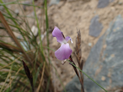 Tillandsia paleacea, photograph 2
