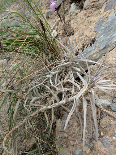 Tillandsia paleacea, photograph 1