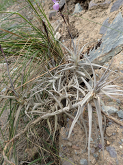 author not stated, no rights reserved Tillandsia paleacea, photograph author not stated, no rights reserved