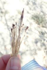 Dermacentor albipictus